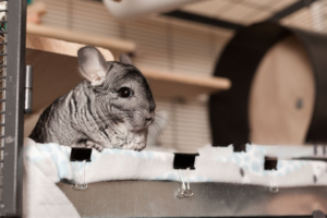 5 Amusing Chinchilla Facts: Exploring The Charms Of These Furry Companions