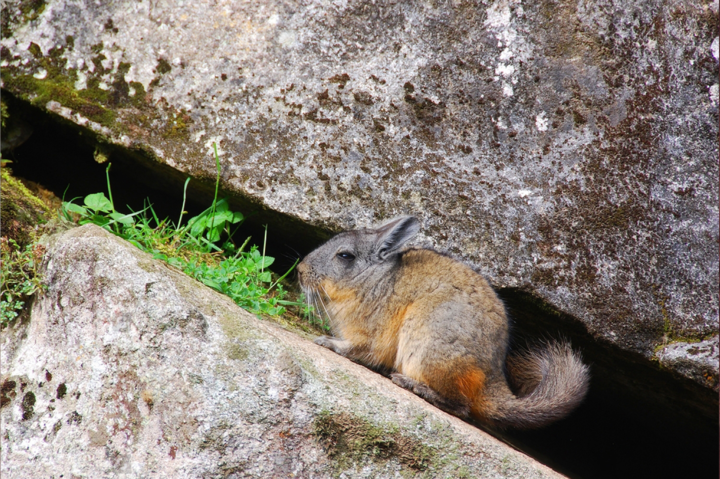 Chinchilla caring