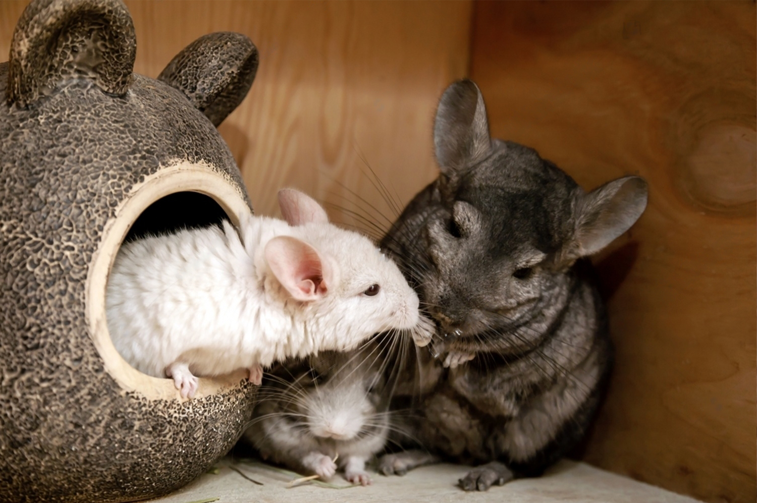 Chinchilla Lifespan: Navigating the Journey of Their Life