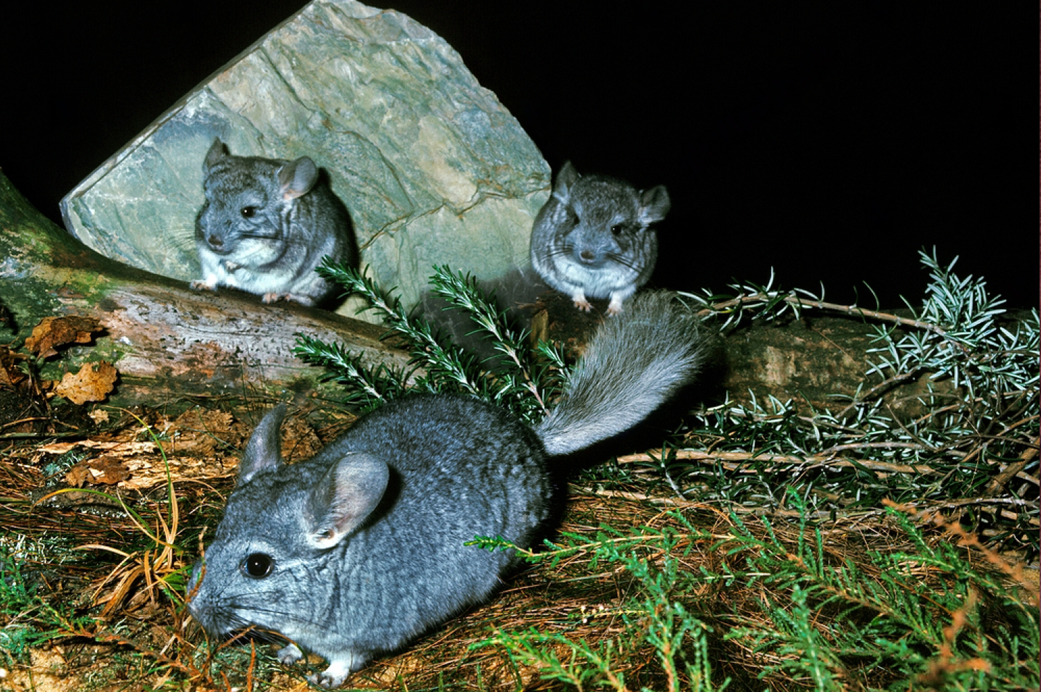 Understanding Chinchillas Reproduction: A Detailed Guide