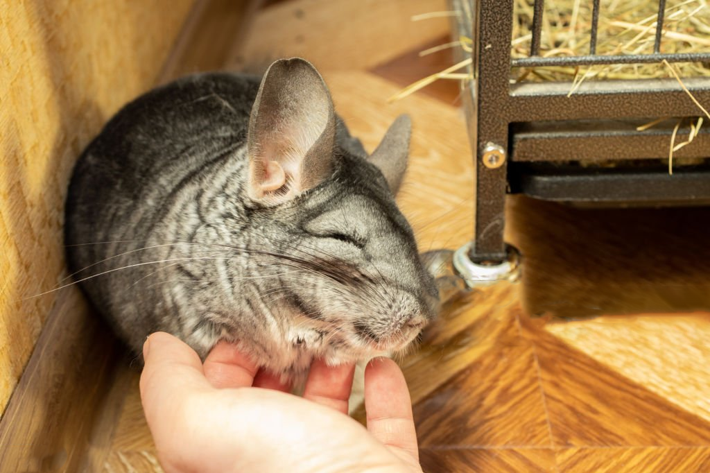 Chinchilla Care