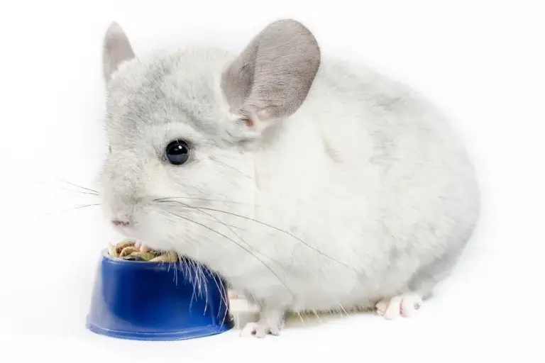 Chinchilla Breeding