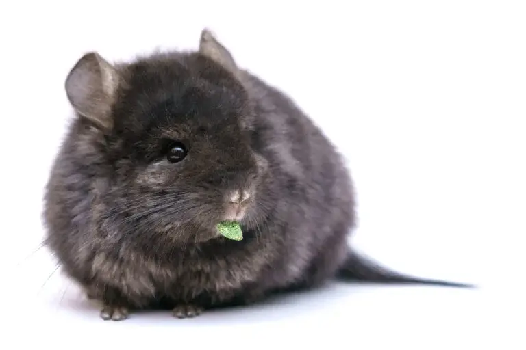 Chinchillas As A Pet