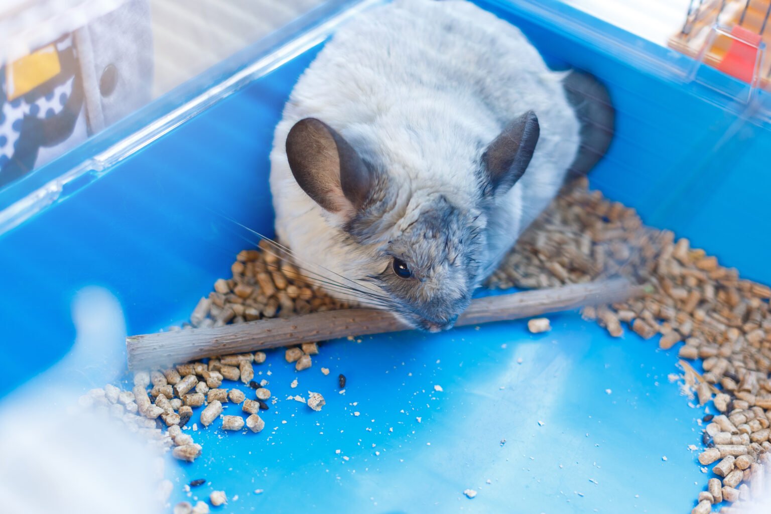 Chinchilla Food: A Guide Towards Health And Longevity