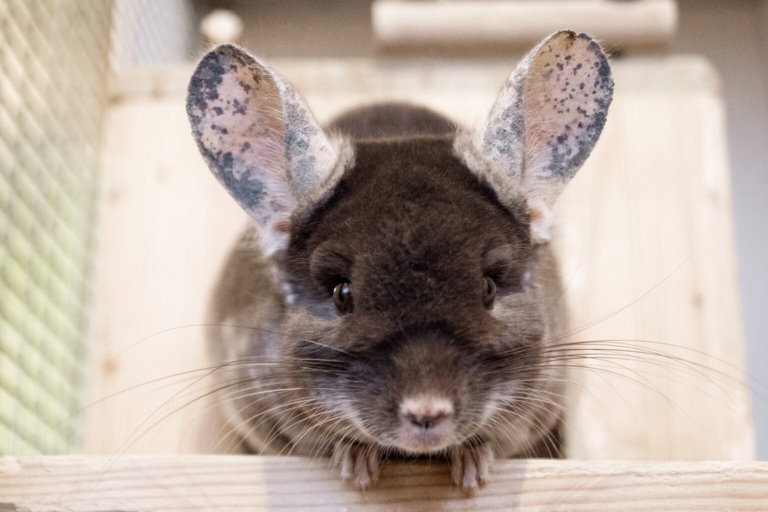 Top 6 Chinchilla Health Issues: Keep Your Companion Fit & Healthy​