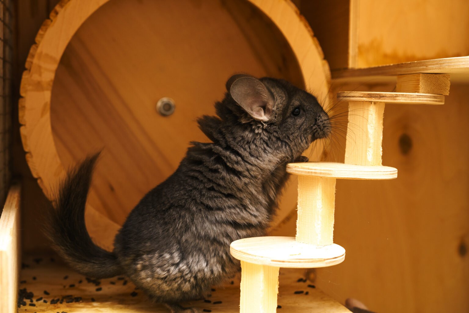 Exploring Popular Chinchilla Colors: How It Influence Health