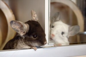 Exploring Chinchilla Breed & Types