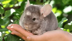 How Do Chinchillas Survive In The Wild?