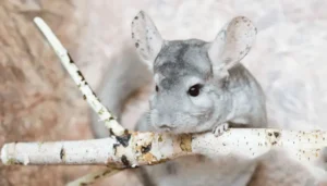 How Long Can A Chinchilla Go Without Water?