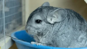 How Often Do Chinchillas Need A Dust Bath?