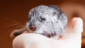 How To Take Care Of A Weak Baby Chinchilla?