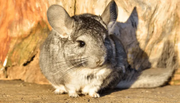 How To Train A Chinchilla?