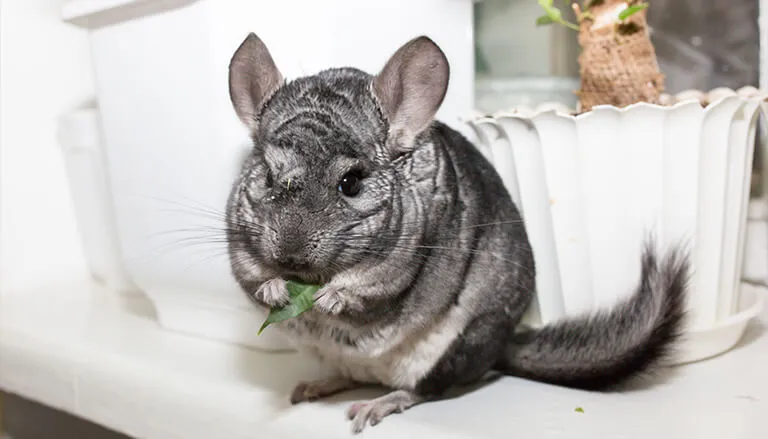 A Comprehensive Guide To Determine Chinchilla Dying Symptoms