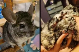 A Comprehensive Guide About Chinchilla Bumblefoot: Symptoms, Causes, And Treatment!