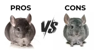 Learn Chinchilla Pros And Cons Before Keeping Them As Pets!