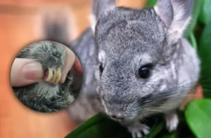 Overgrown Chinchilla Teeth And Dental Issues