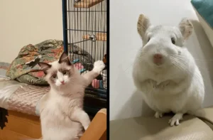 Do Chinchillas And Cats Get Along?