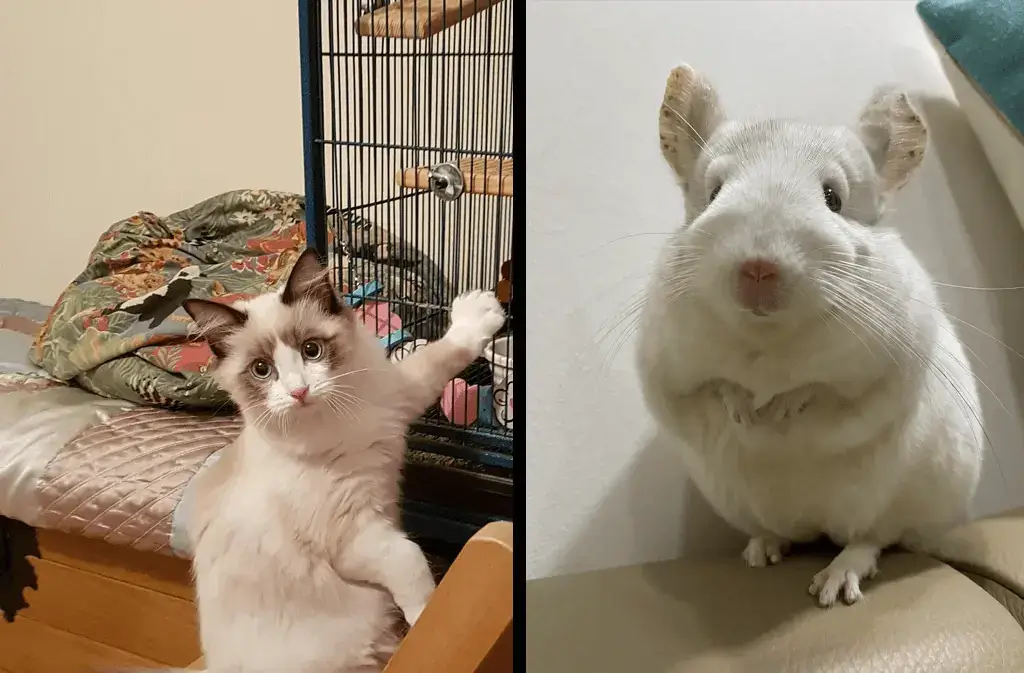 Do Chinchillas And Cats Get Along?