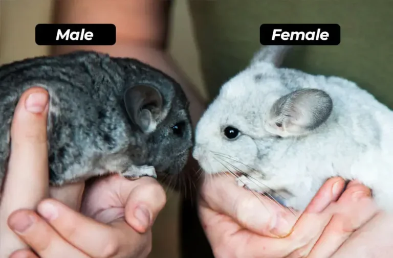 Comparison Between Male Vs Female Chinchilla