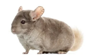 Step-By-Step Guide To Get Paint Off A Chinchilla in 2024