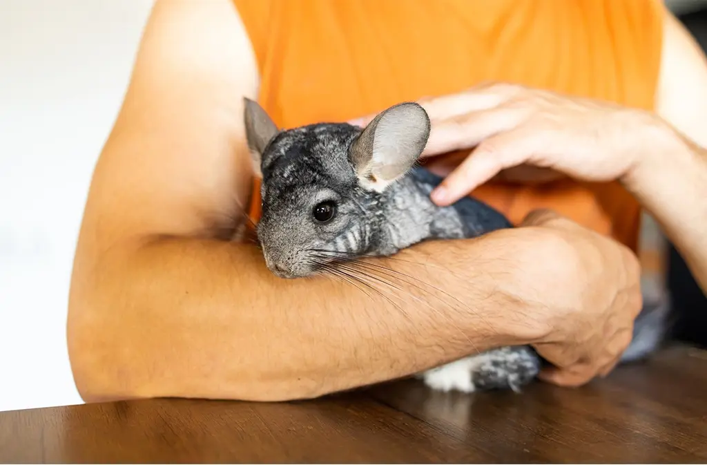 Paint Off A Chinchilla