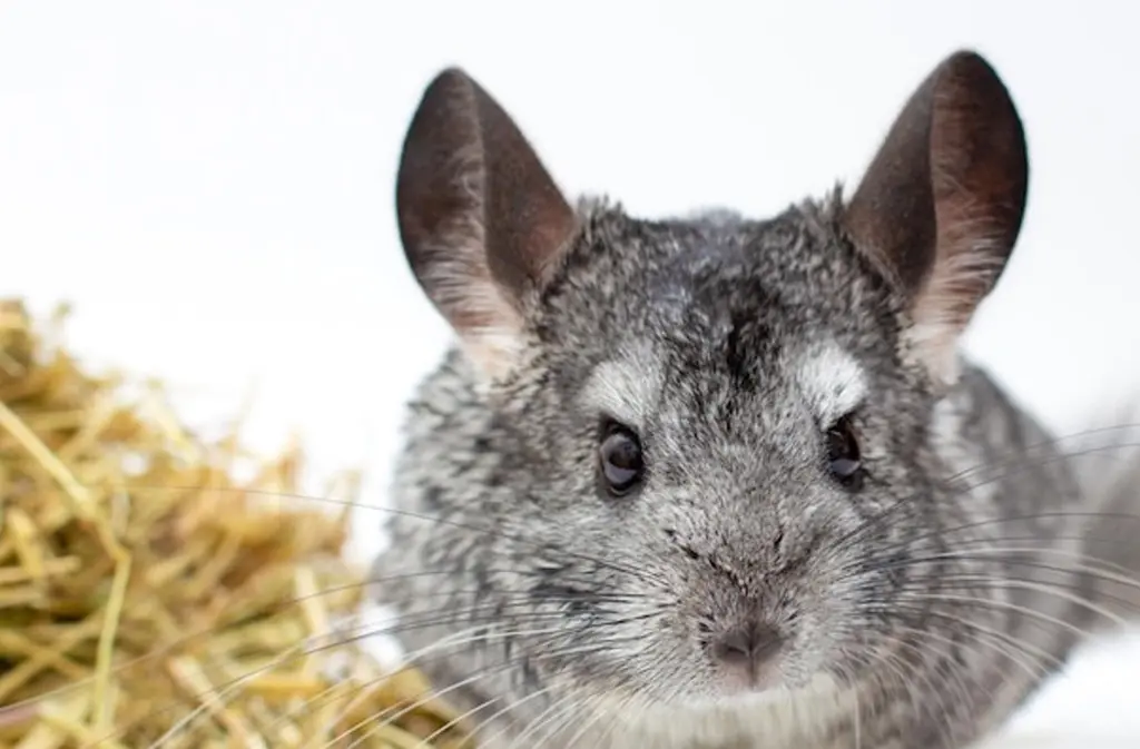 Causes of chinchilla ears down