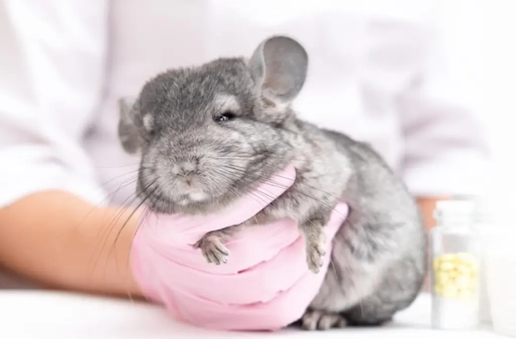 Chinchilla ears down