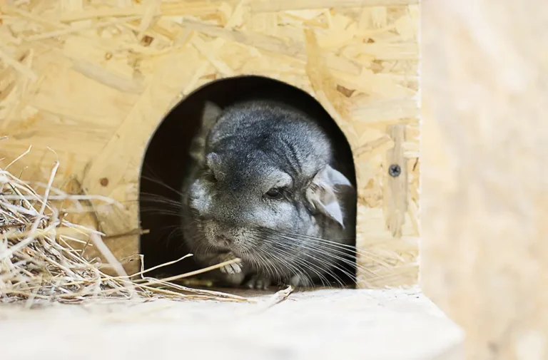 Moldy Wet Chinchilla: Ways To Protect Your Chin From Getting Wet!